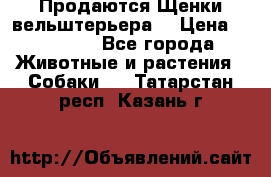 Продаются Щенки вельштерьера  › Цена ­ 27 000 - Все города Животные и растения » Собаки   . Татарстан респ.,Казань г.